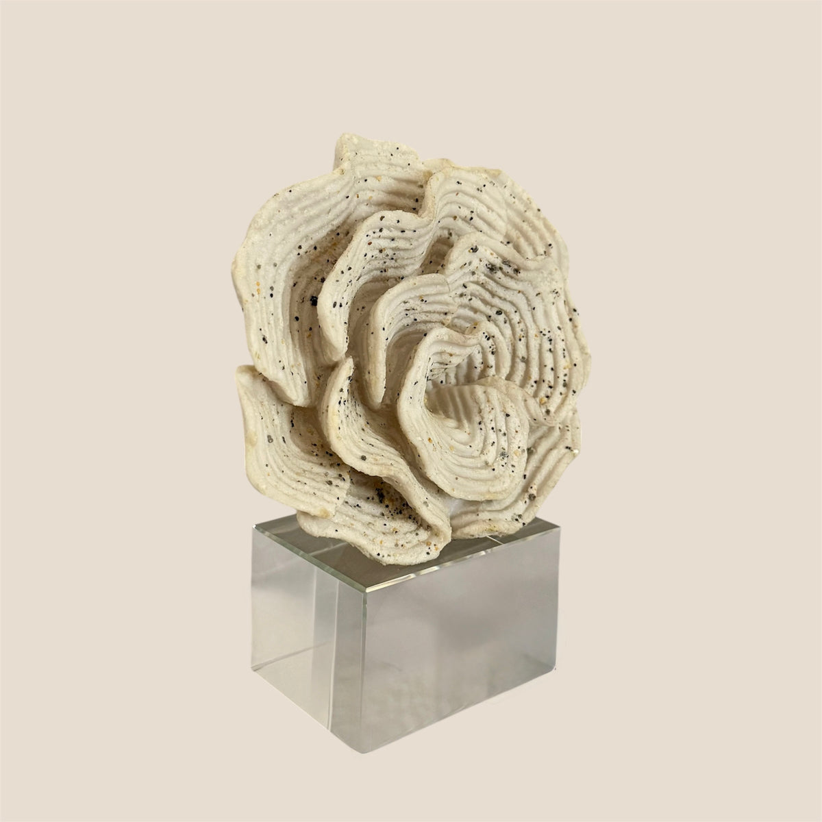 Ivory Ripple Bloom